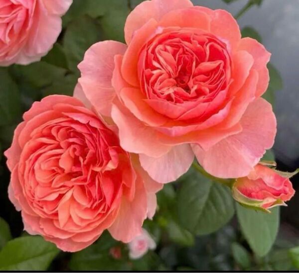 和バラ 香 薔薇苗 切花品種 薔薇苗 薔薇 挿木苗 バラ バラ苗