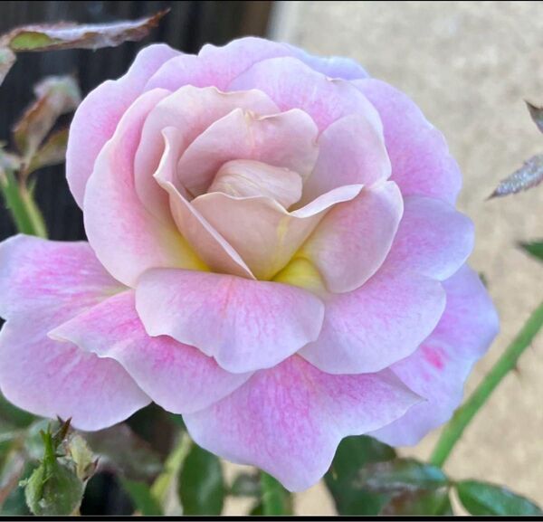 シルバークラウド 薔薇 挿木苗 薔薇苗 バラ