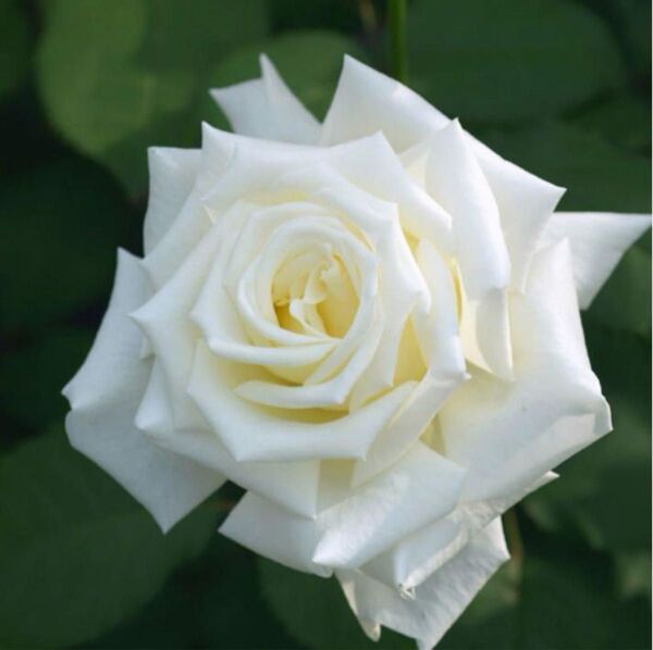 香り薔薇、四季咲き、美しい白薔薇 バラ苗