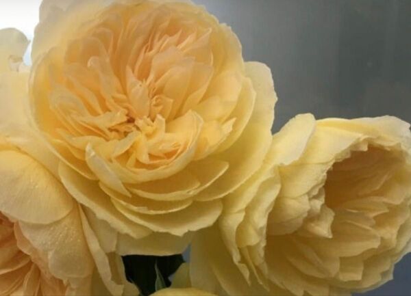 和薔薇 黄色い薔薇 薔薇苗 バラ