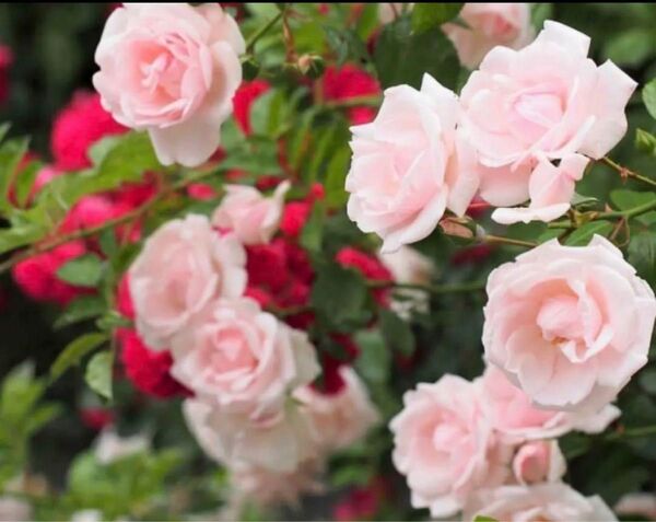 つるバラニュードーン薔薇苗返り咲き挿木苗バラバラ苗薔薇