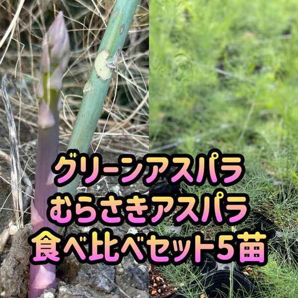 アスパラ 3種類 苗 食べ比べセットアスパラガス 株 5苗 紫アスパラ グリーンアスパラ ウェルカム