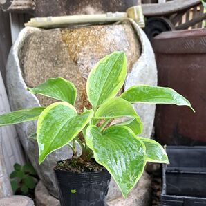 ギボウシの苗 2本