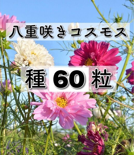ダブルクリック コスモス 種