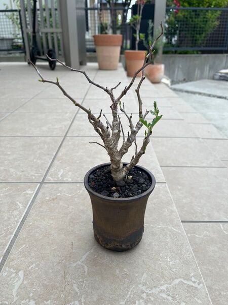 センナ メリディオナリス 現地球 仕立て 鉢ごと