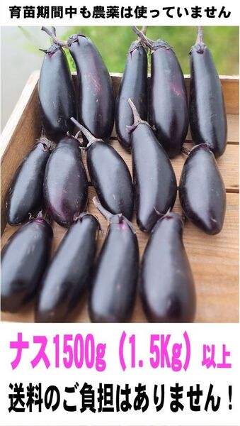 ひろくん畑【育苗期間中も農薬は使っていません】ナス1,500g(1.5キロ)以上 送料無料