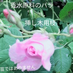 香水原料のバラ カザンリク挿し木用剪定枝3本 ロサ・ダマスケナ・トリギンテペタラ