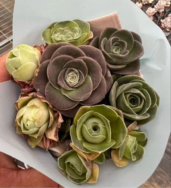 新入荷 グリーノビア ミックス7苗 アエオニウム 多肉植物