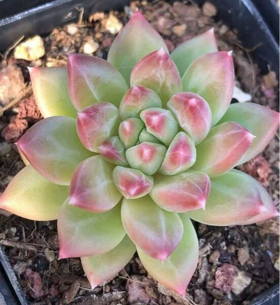 Oracle bone エケベリア 多肉植物 観葉植物