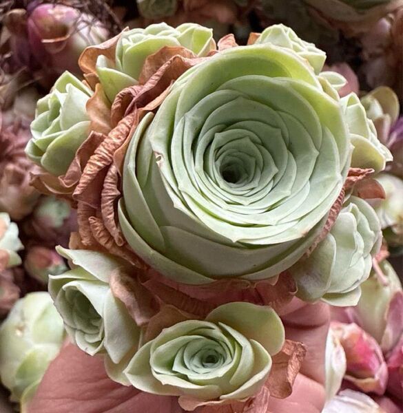 新入荷 グリーノビア ローカーリン アエオニウム 多肉植物