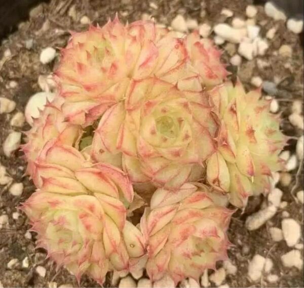 新入荷 愛人 エケベリア 多肉植物