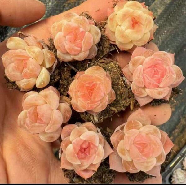 新入荷 キャンディーゼリー 5苗セット エケベリア 多肉植物