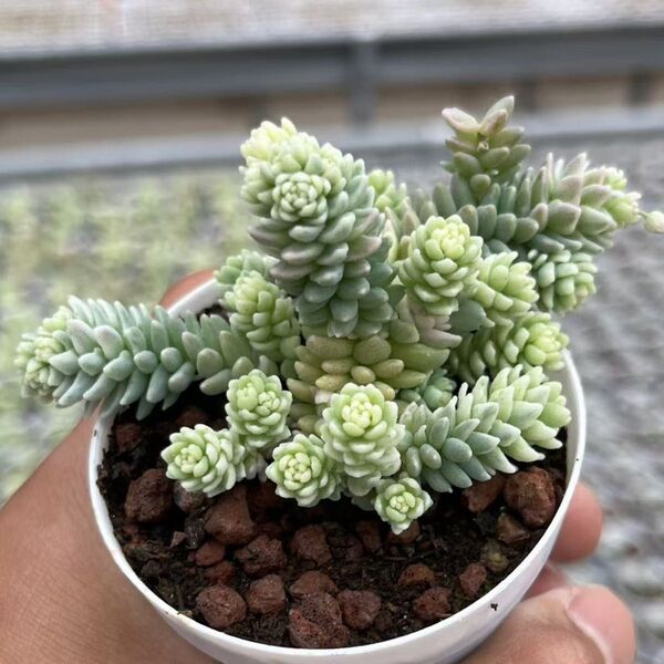 新入荷 星姫錦 エケベリア 多肉植物