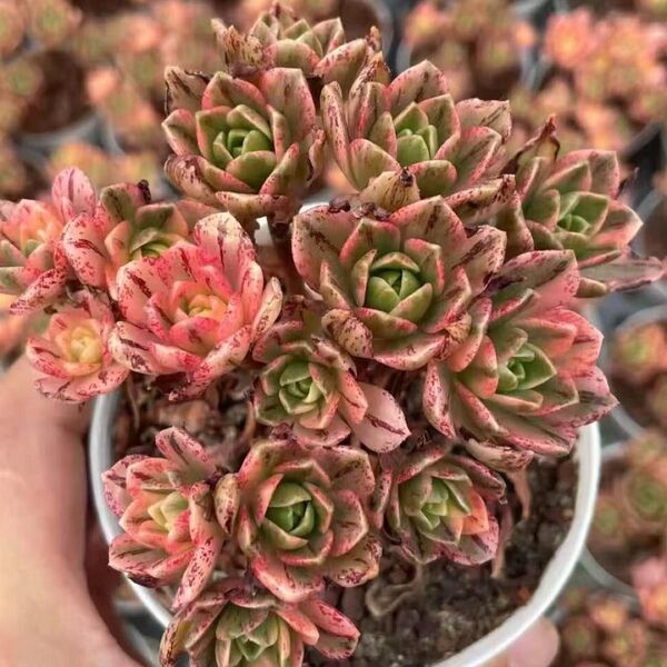 新入荷 甜茶錦 大株 アエオニウム 多肉植物