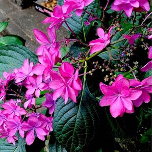 紫陽花 アジサイ 挿し木 挿し穂 ピンク2本フェアリーアイ