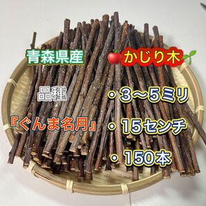 青森県産 りんごの木 かじり木 ぐんま名月150本