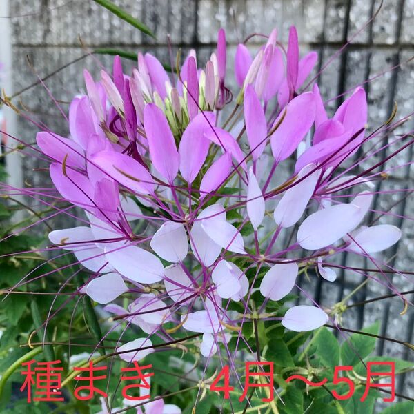 クレオメ(風蝶草)種 150粒以上