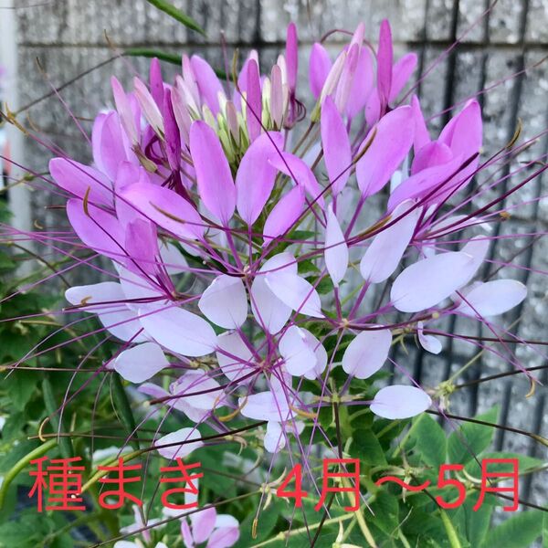 クレオメ 抜き苗 4本 ネコポス 発送