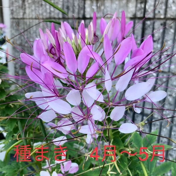 クレオメ 抜き苗 4本 ネコポス 発送