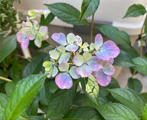 ② 紫陽花 クリスタルヴェール 発根苗 3株