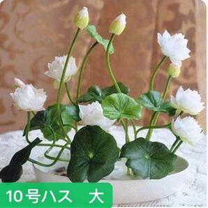 睡蓮