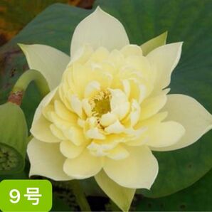 睡蓮 9号