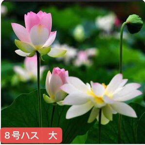 睡蓮