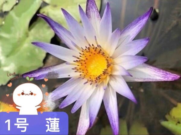 睡蓮1号