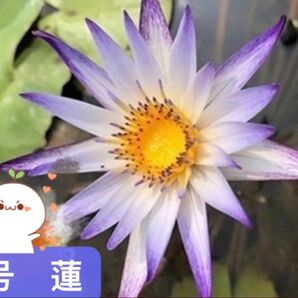 睡蓮