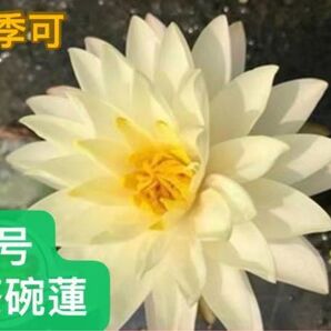 睡蓮