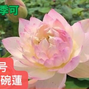 睡蓮