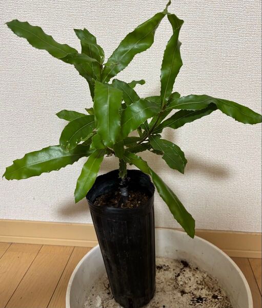マカダミアナッツ 苗木 接木苗 beaumont