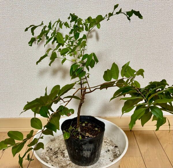 熱帯果樹 選抜 ジャボチカバ 接木苗