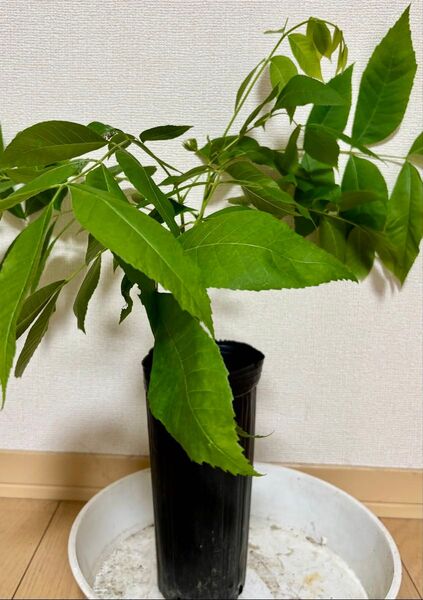 ペカンナッツ 接木苗 pawnee