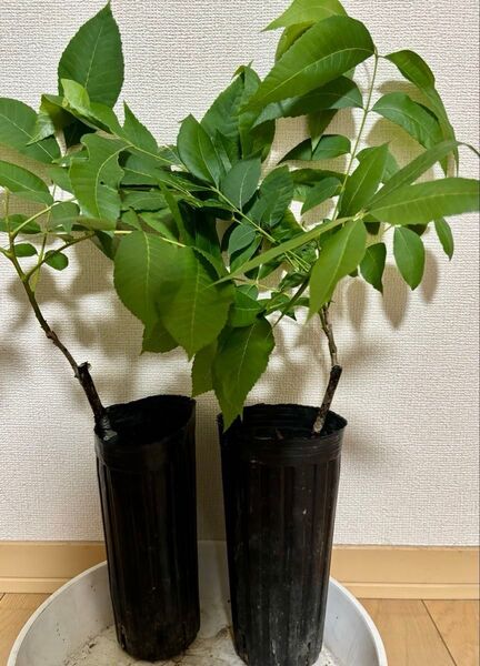 ペカンナッツ 接木苗 2品種 peruque&colby