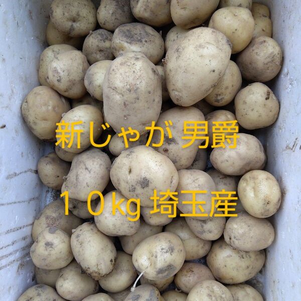 訳あり 新じゃがいも 男爵 10kg 埼玉産