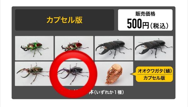 いきもの大図鑑 くわがた10 フェイスタメルシワバネクワガタ (メタリックパープル)