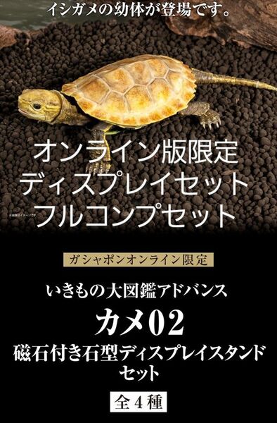 ガシャポンオンライン限定 いきもの大図鑑アドバンス カメ02 磁石付き石型ディスプレイスタンドセット コンプセット イシガメ