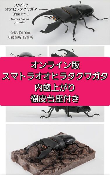 ガシャポンオンライン版 スマトラオオヒラタクワガタ 内歯上がり いきもの大図鑑 くわがた10 樹皮台座セット