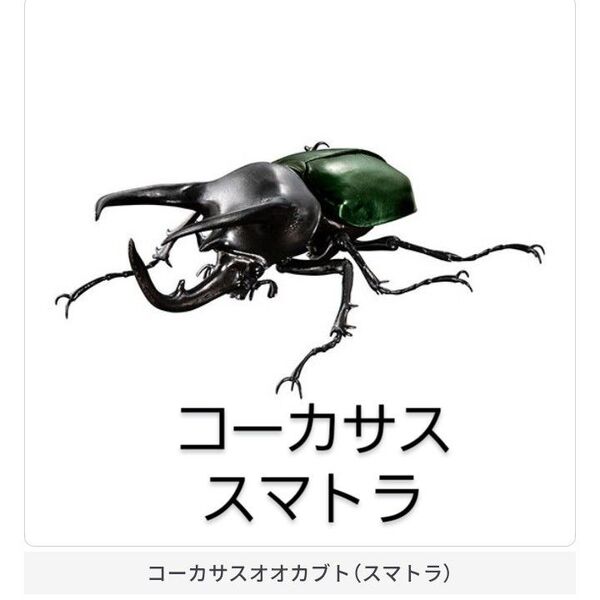 いきもの大図鑑アドバンス コーカサスオオカブト スマトラ ガチャ ガシャポン カブトムシ フィギュア