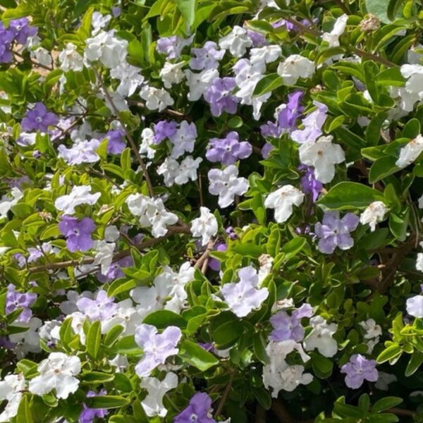 挿し穂 ニオイバンマツリ 5本/挿し木苗 ヒメウツギ 2本