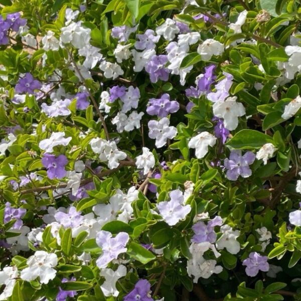 挿し穂 ニオイバンマツリ 5本/挿し木苗 ヒメウツギ 2本