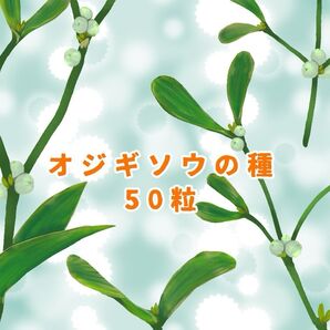 オジギソウの種 50粒③