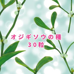 オジギソウの種 30粒 ⑥