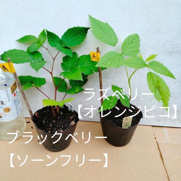 A ブラックベリー 【ソーンフリー】&ラズベリー【 オレンジピコ】2つセット ぶどう 実のなるガーデニング