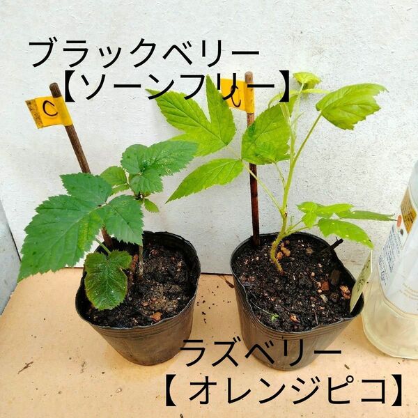 ブラックベリー 【ソーンフリー】&ラズベリー【 オレンジピコ】2つセット