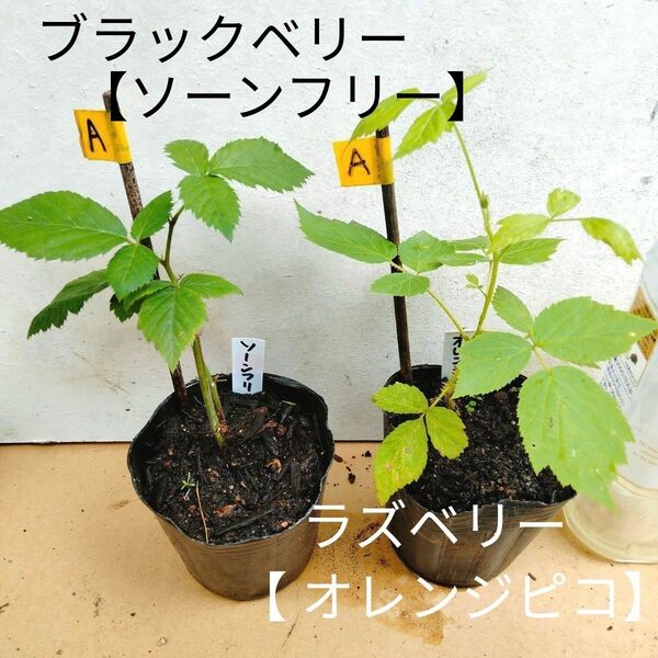 A ブラックベリー 【ソーンフリー】&ラズベリー【 オレンジピコ】2つセット