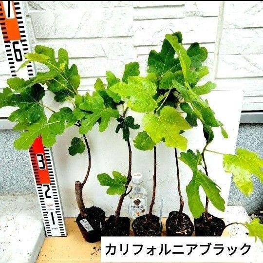 ミニイチジク苗 (カリフォルニアブラック) 2株セット
