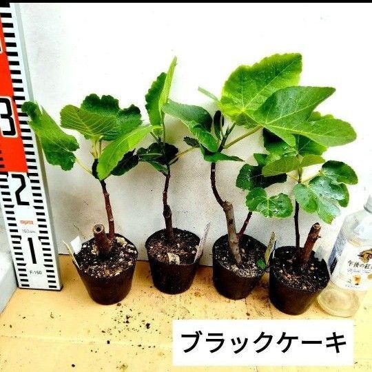 イチジクの苗 ブラックケーキ(別名:ヌアールドカロン)2株セット