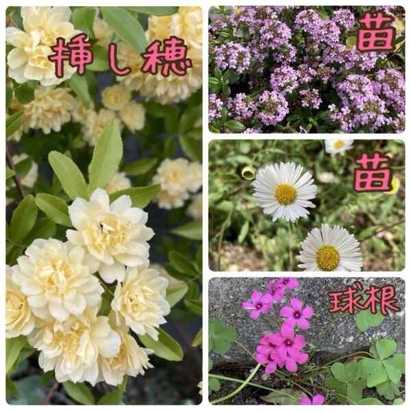 挿し穂 と苗セット(挿し穂 黄色モッコウバラ5本)(苗タイム エリゲロン)(球根 オキザリス)